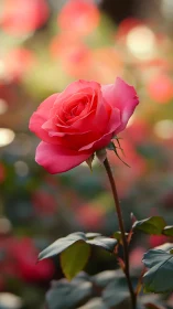 Vibrant Pink Rose in Soft Focus Garden Setting