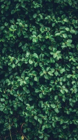 Dense green foliage background with overlapping leaves.