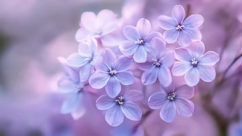 Delicate Pastel Phlox Cluster with Shallow Depth of Field. Botanical Study.
