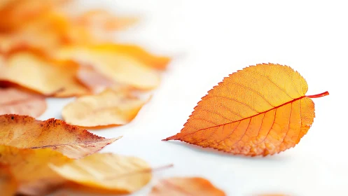 Single autumn leaf isolated in high-key macro composition