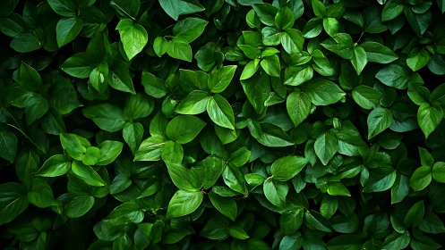 Dense green foliage pattern with glossy overlapping leaves.
