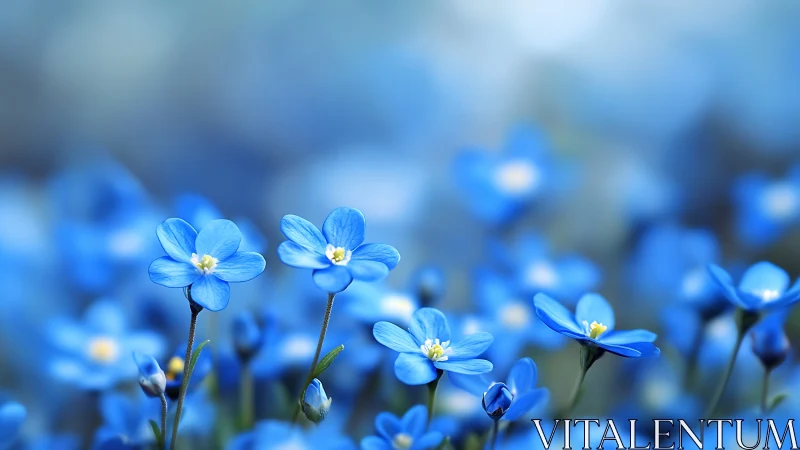 Delicate blue forget-me-nots blooming with soft focus depth.