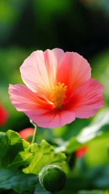 Pink hibiscus bloom with detailed petals in soft light.