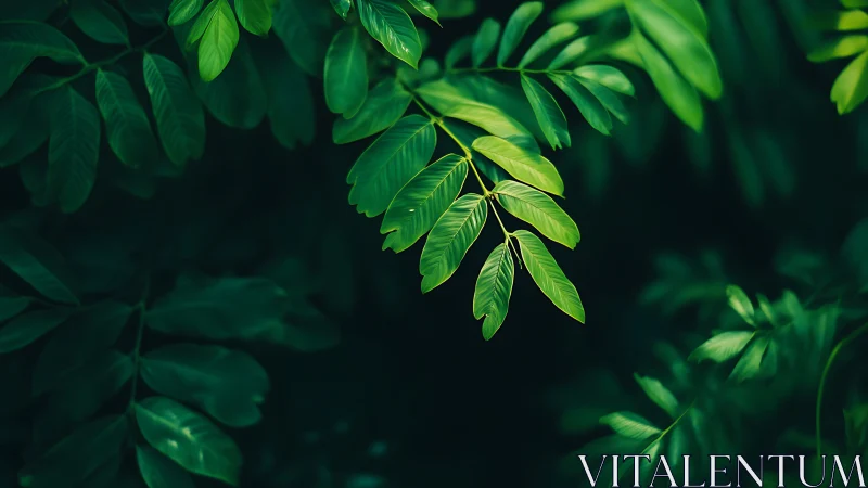 Green compound leaves against deep shadowed background.