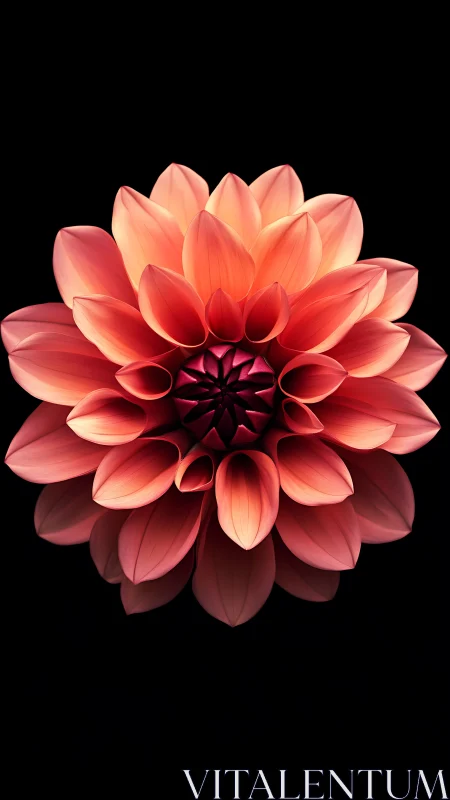 Radiant Coral Dahlia Blooms with Warmth.