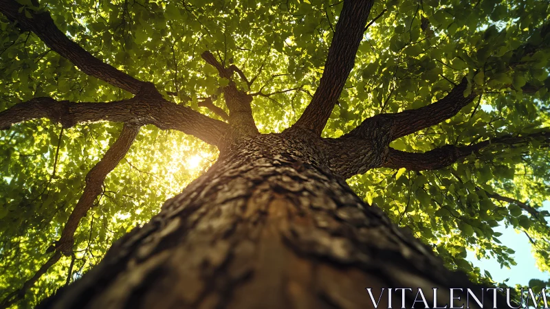 Majestic tree canopy viewed from below, sunlit natural perspective.