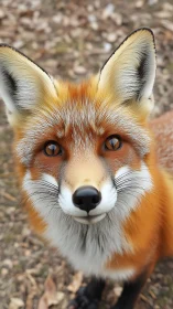 Photorealistic fox portrait with shallow depth-of-field focus.