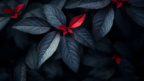 Chromatic foliage contrast with cyanotic leaves and carmine bracts.