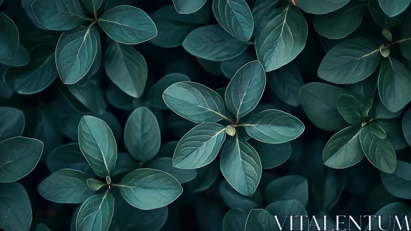 Dark teal foliage pattern fills frame with soft natural light