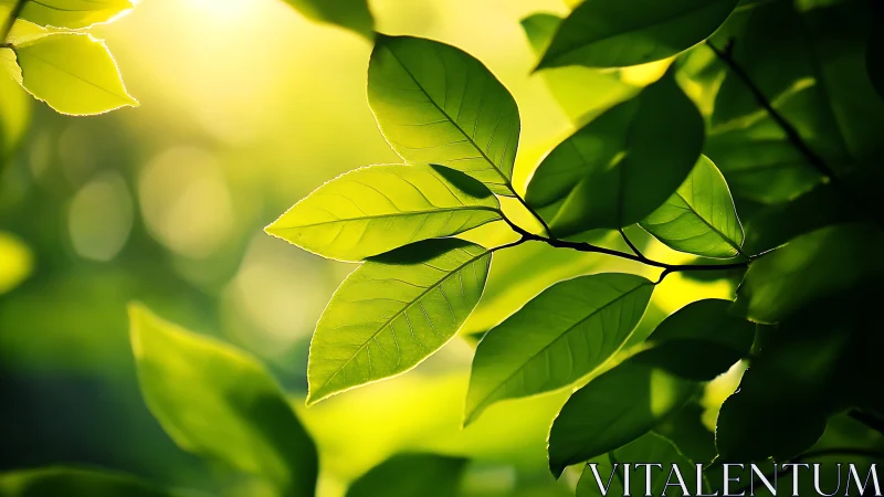 Sunlit Green Leaves Close-Up in Nature Photography Style.