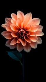 Coral-toned dahlia bloom exhibits complex petal layering with luminescent gradient rendering on blac