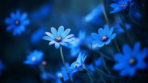 Blue Daisies Dance in Twilight Reverie.