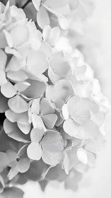 White Hydrangea Blooms in Monochromatic Detail.