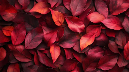 Velvet red autumn leaves gathered in a cozy, vivid tapestry.