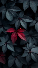 Crimson leaf rebels against a forest of midnight blue foliage.