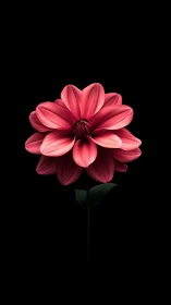 Coral pink dahlia rendered with precise petal stratification against pure black background