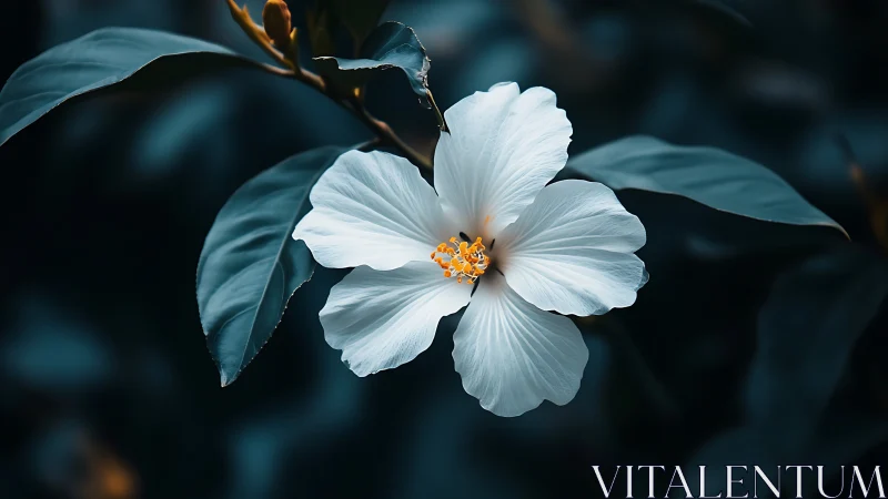 White Hibiscus with Golden Center Blooms Against Dark Foliage