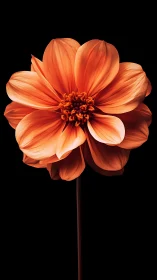 Radiant Orange Dahlia in Full Bloom Against Black