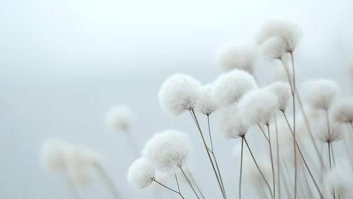 Frosted Seedheads Dance Against Mist