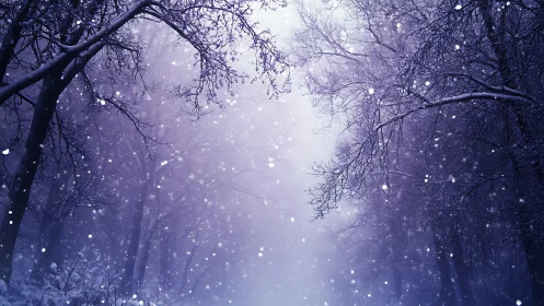 Enchanted Snowfall Through Twilight Boughs.