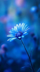 Single blue flower in soft blurred blue background.