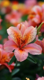 Pink Alstroemeria Bloom With Water Droplets in Garden Setting.
