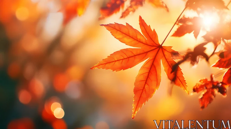 Golden autumn leaf glowing softly in sunset light.