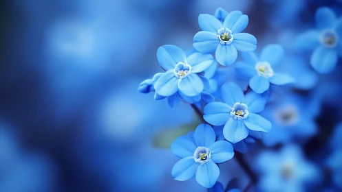 Delicate Blue Forget-Me-Nots Dancing in Light.