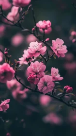 Delicate Pink Blossoms Bloom on Dark Branches