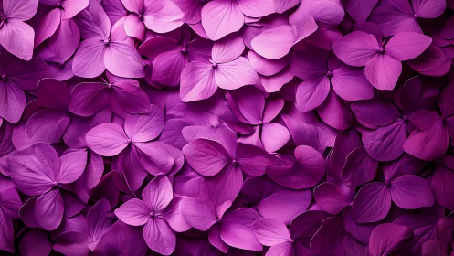 Magenta hydrangea petals form dense floral abstract wall.
