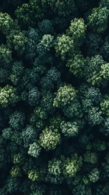 Dense Forest Canopy from Above.