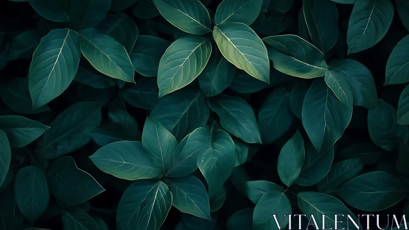 Dark green leaves overlap in a dense, softly lit cluster