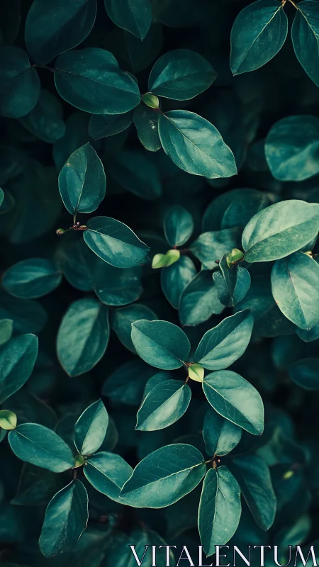 Dense oval foliage cluster under low-key directional lighting