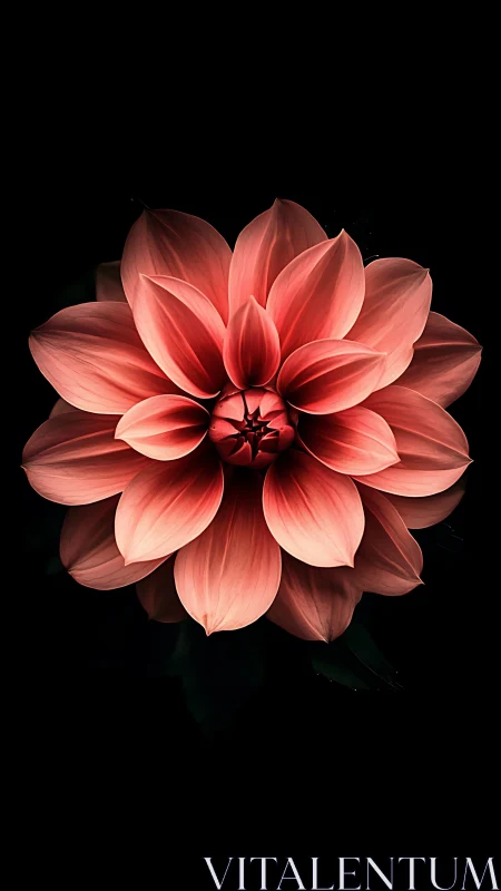 Coral Dahlia Bloom Against Black Backdrop