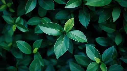 Glossy green leaves form dense layered foliage canopy