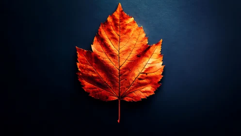 Autumn leaf glows against deep blue minimal backdrop.