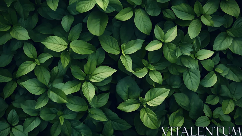 Dense basil foliage unfolds in a calm, moody green canopy