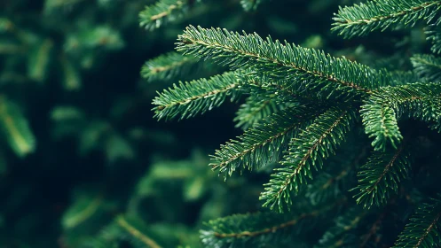 Evergreen conifer branches extend horizontally in soft focus