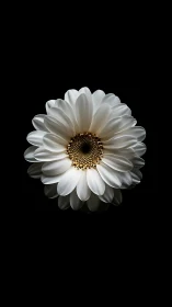 White Gerbera Daisy Centered on Black Background