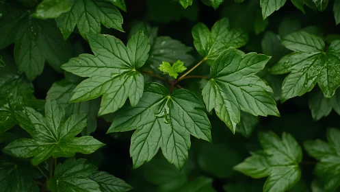 Leafy chorus in rain-kissed forest green harmony.
