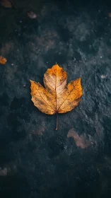 High-contrast autumn maple leaf on dark wet textured ground