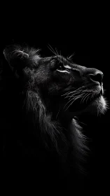Lion profile in dramatic low key monochrome portrait lighting.