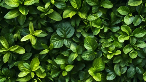 Dense foliage canopy with glossy overlapping green leaves