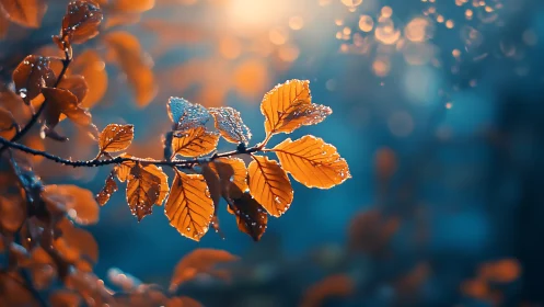 Orange leaves with dew against soft blue bokeh background.