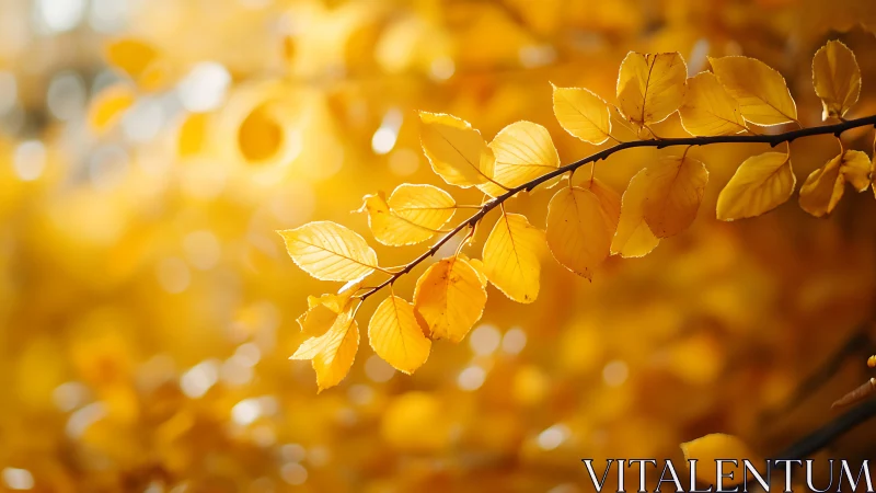 Golden autumn leaves on branch in soft focus natural style.