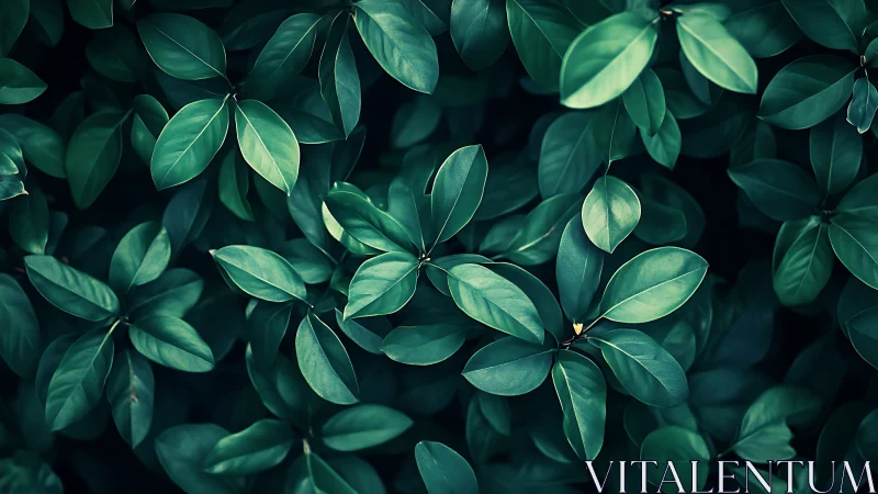 Midnight garden leaves weaving a quiet emerald tapestry.