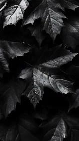 Shadow-soaked maple leaves whisper in silver-edged silence