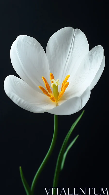 Pure White Tulip Blooms with Golden Stamens
