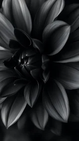 Monochromatic flower petals with radial structure