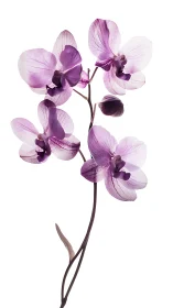Purple Phalaenopsis Orchid Specimen on Linear Stem.